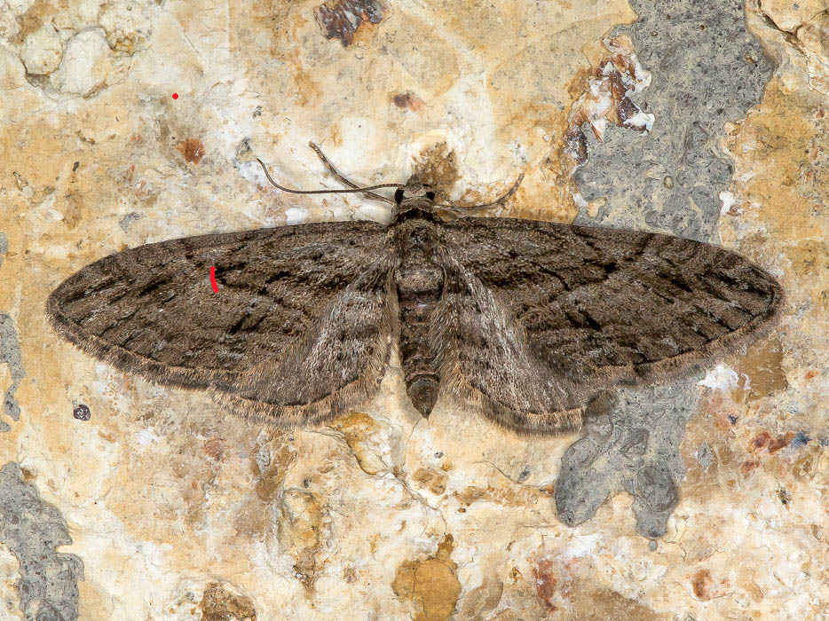 Geometridae - Eupithecia oxycedrata